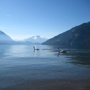 Meet your Posher, Bliss